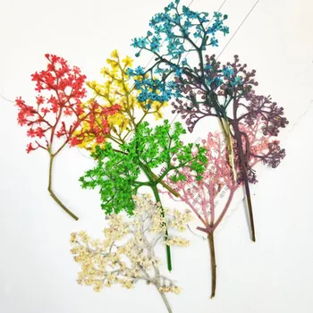 60 adet Preslenmiş Kurutulmuş Mürver Çiçeği Saplı Bitki Herbaryum Takı Kartpostal telefon kılıfı İmi Zanaat DIY Aksesuarları