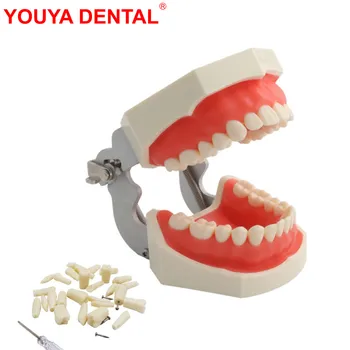 Diş Modeli Diş Teknisyeni Eğitim Diş Modeli Uygulama Typodont Sakız Diş Çene Modelleri Diş Hekimi Eğitim Öğretim Ürünü