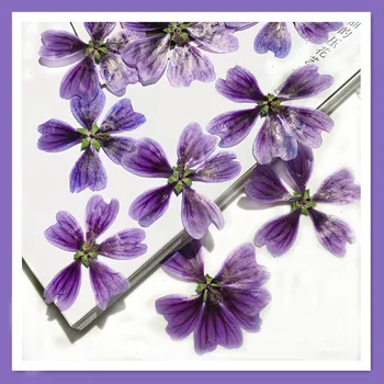 60 adet Preslenmiş Kurutulmuş 4-6cm Malva Sinensis Cavan Çiçek Bitki Herbaryum Takı telefon kılıfı Fotoğraf Çerçevesi İmi Mum DIY