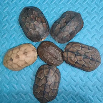 Gerçek Kaplumbağa Kabuğu Koleksiyonu Sanat Kaplumbağa Komple Kaplumbağa Kabuğu masa dekoru