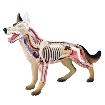 Hayvan Organı Anatomi Modeli 4D Köpek İstihbarat Montaj Oyuncak Öğretim Anatomi Modeli DIY Popüler Bilim Aletleri